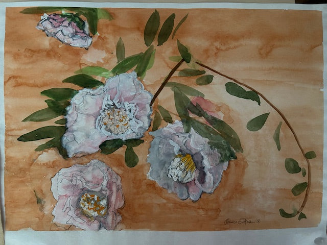 Camellia japonica SOLD