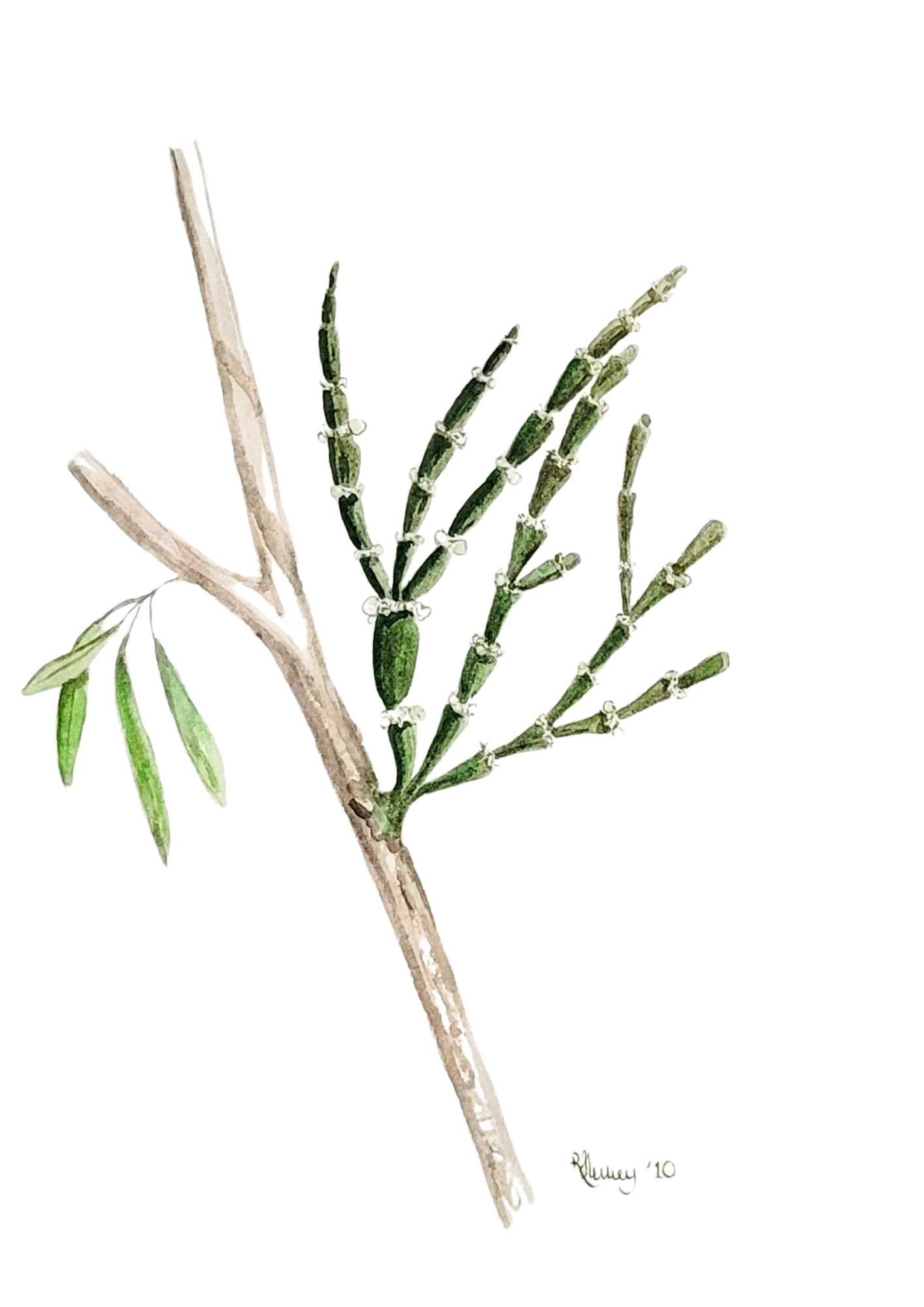 Acacia Jointed Mistletoe