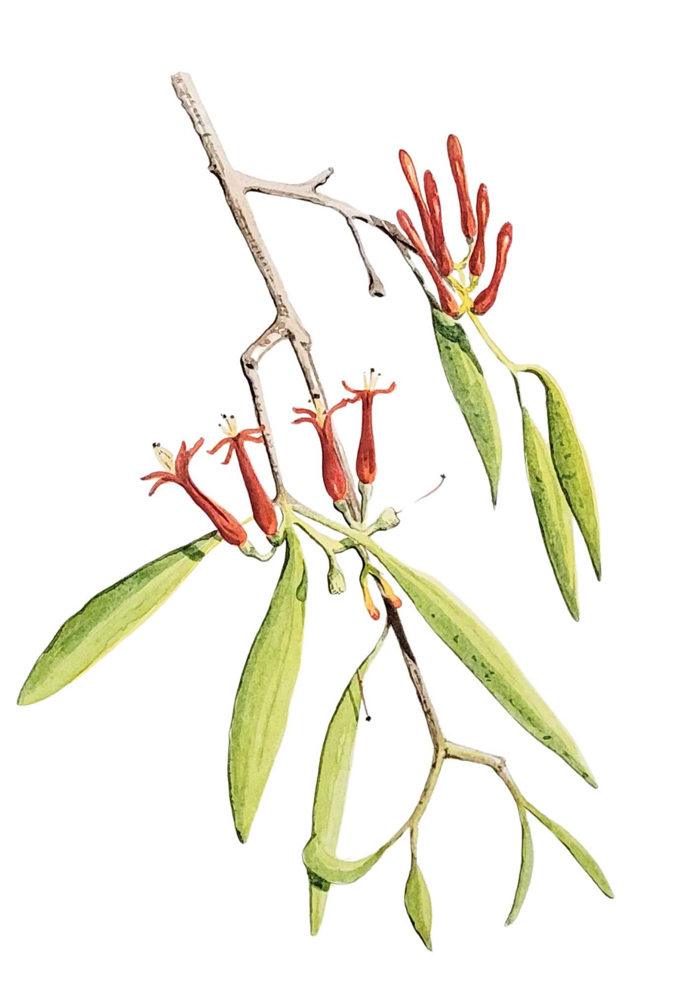 Bloodwood Mistletoe