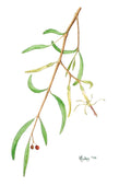 Callitris Mistletoe