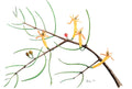 Casuarina Mistletoe