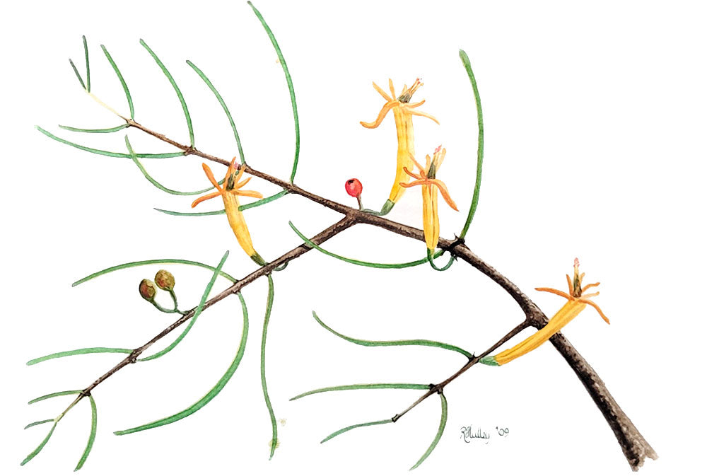 Casuarina Mistletoe