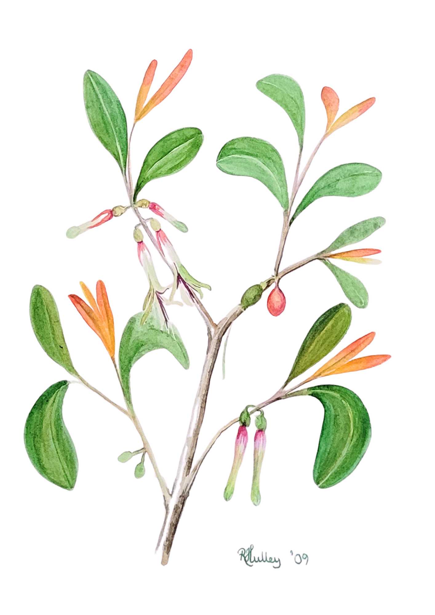 Coast Mistletoe