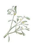 Downy Mistletoe