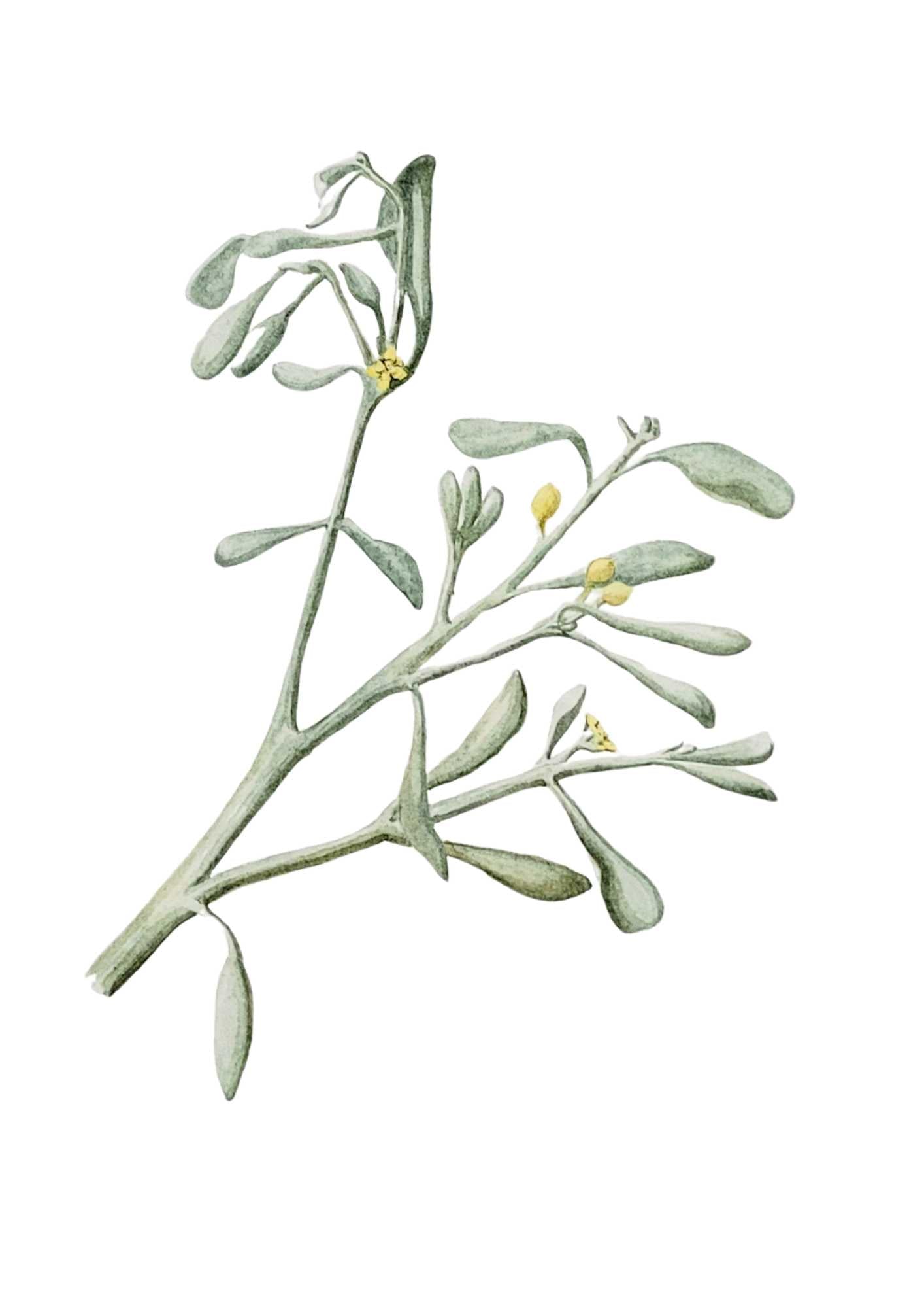 Downy Mistletoe