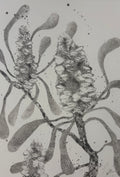 Banksia #4