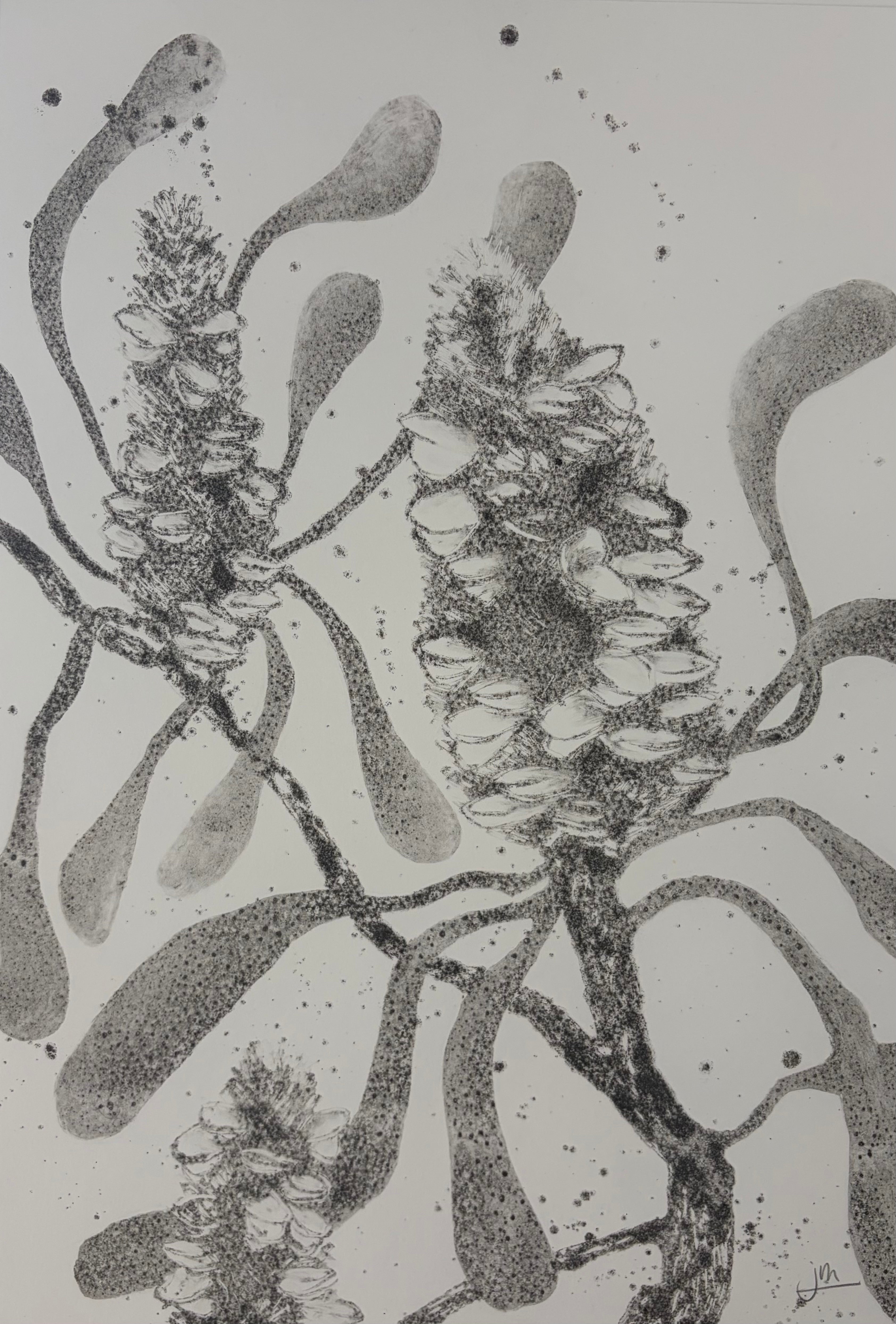 Banksia #4