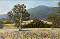 Sheep on the Scrub