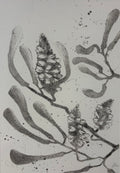 Banksia #6