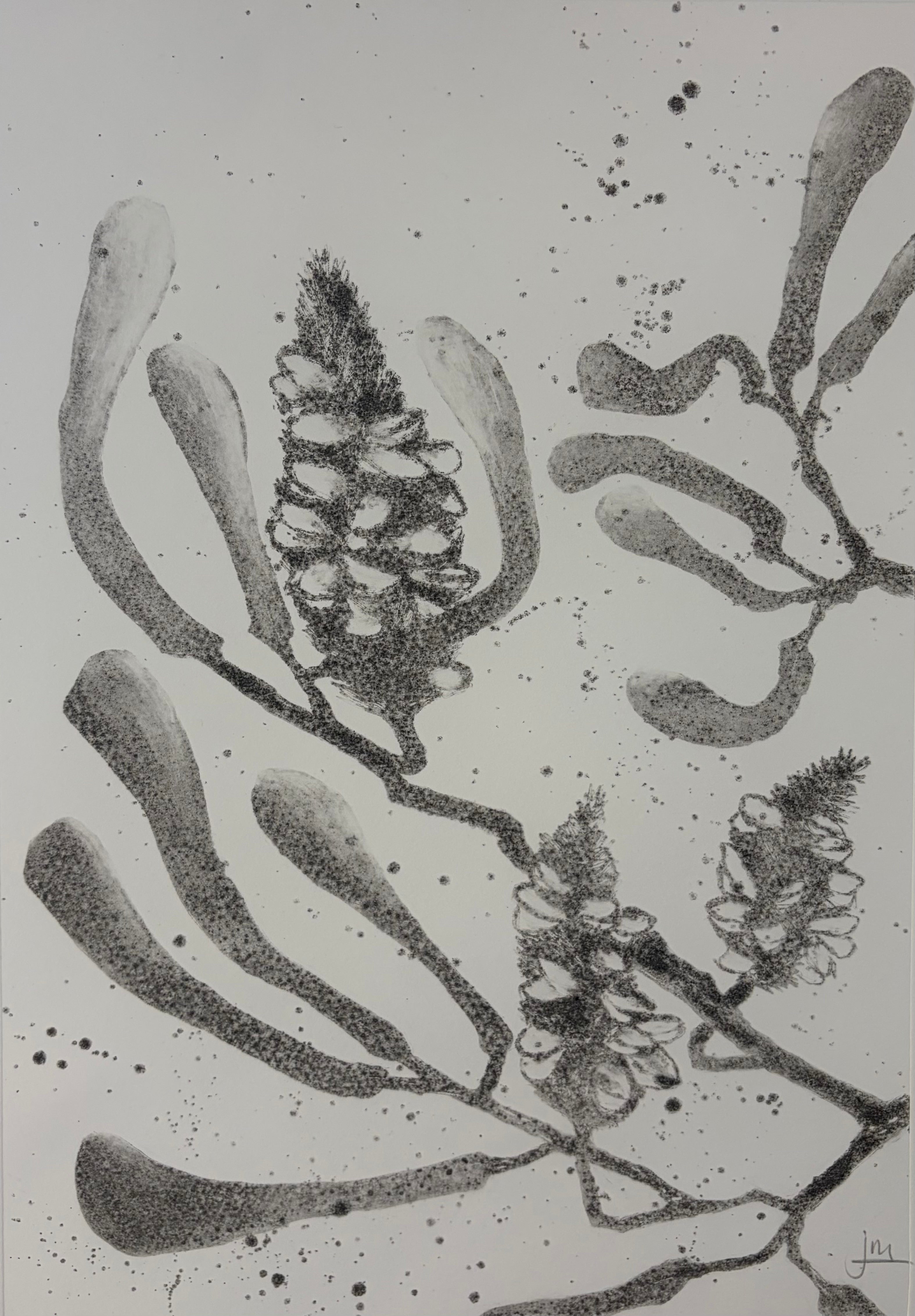 Banksia #6