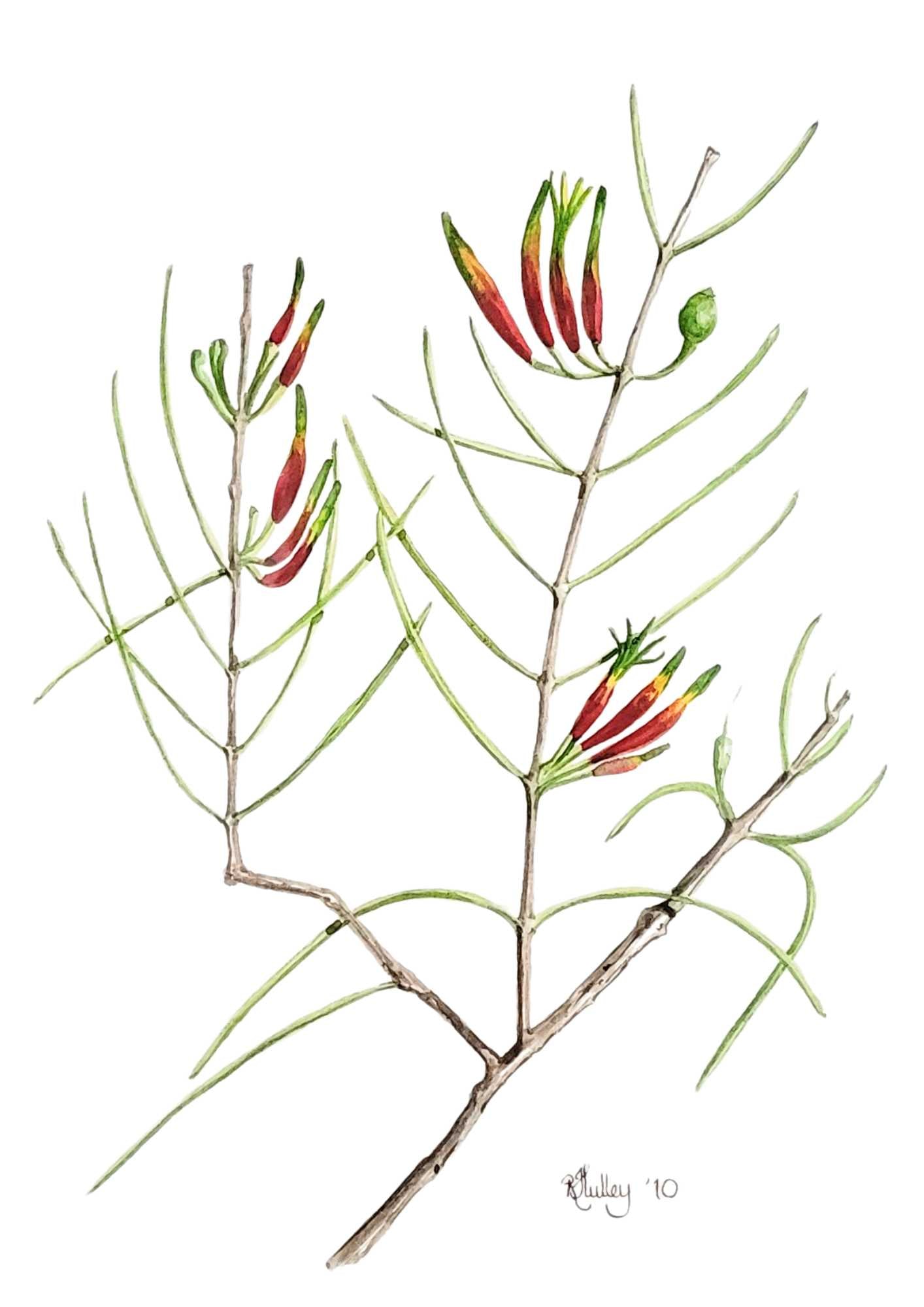 Harrow-leaved Mistletoe