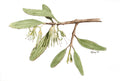 Ironwood Mistletoe