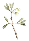 Leopardwood Mistletoe