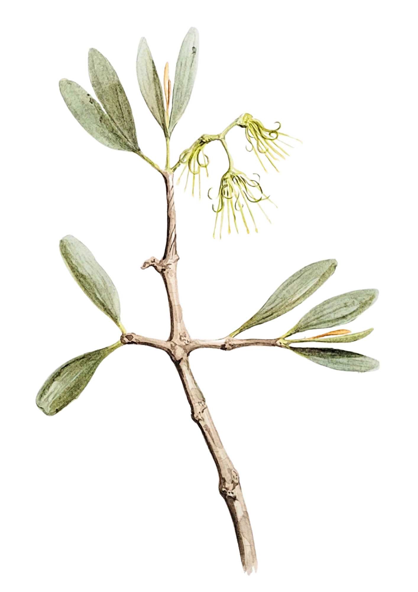 Leopardwood Mistletoe