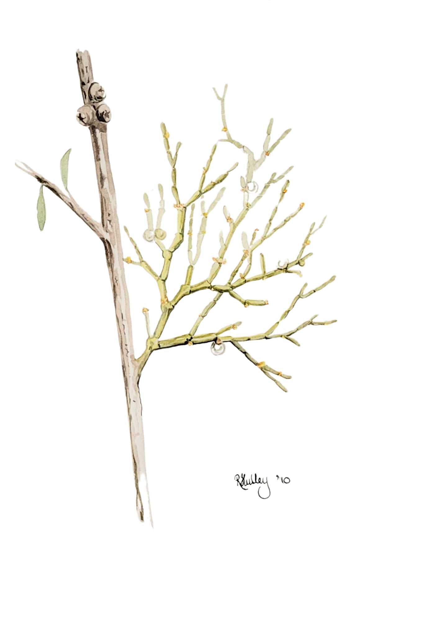 Malaleuca Joined Mistletoe