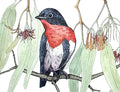 Mistletoe Bird