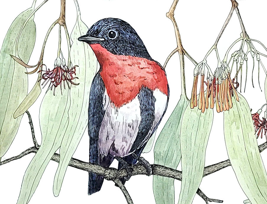 Mistletoe Bird