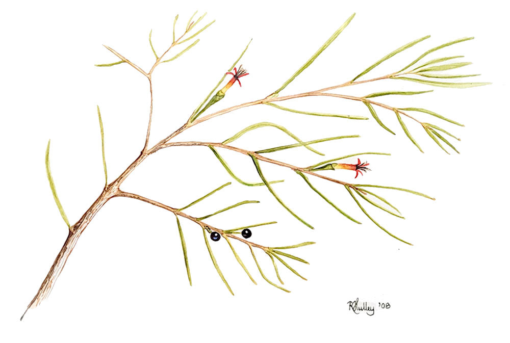 Mulga Mistletoe