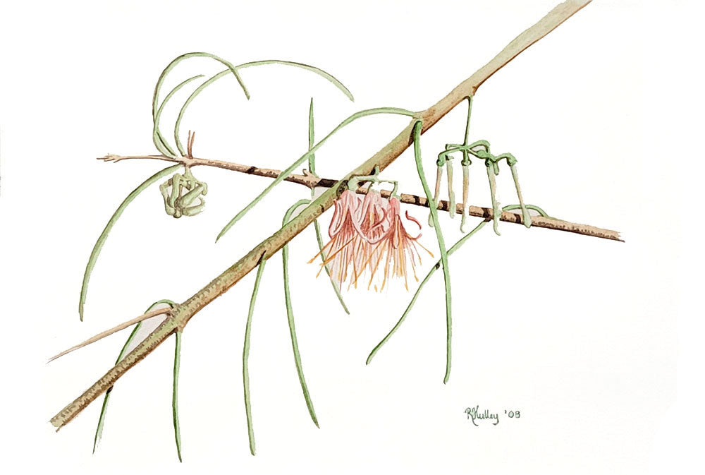 Needle-lead Mistletoe