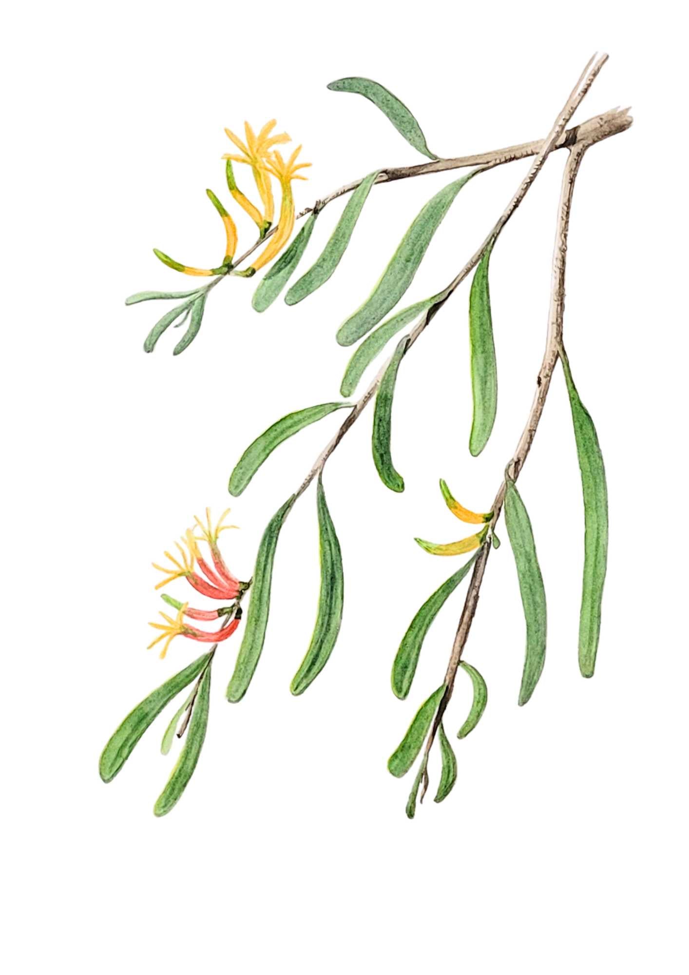 Northern Mistletoe