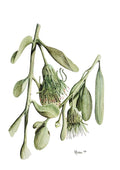 Pale-leaved Mistletoe