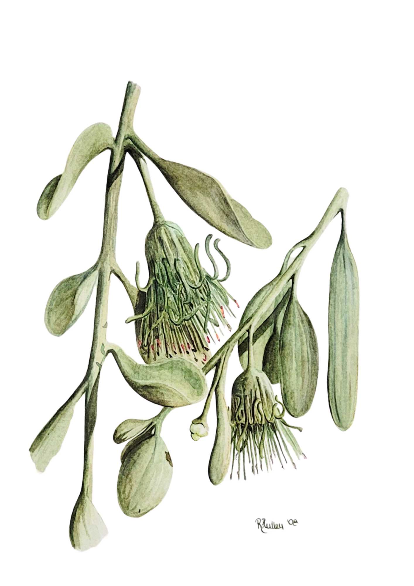 Pale-leaved Mistletoe