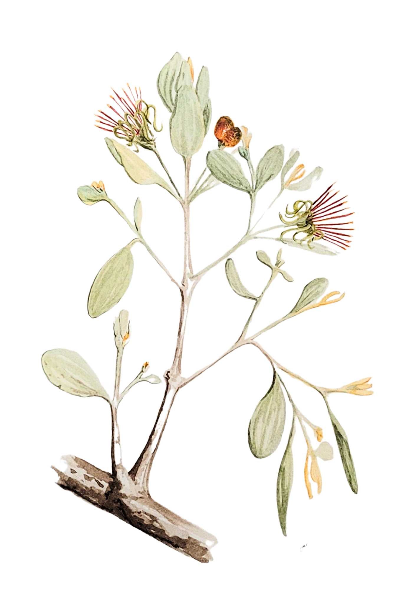 Pincushion Mistletoe