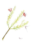 Samphire Mistletoe