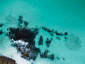 Schooling Fish, Jervis Bay, NSW
