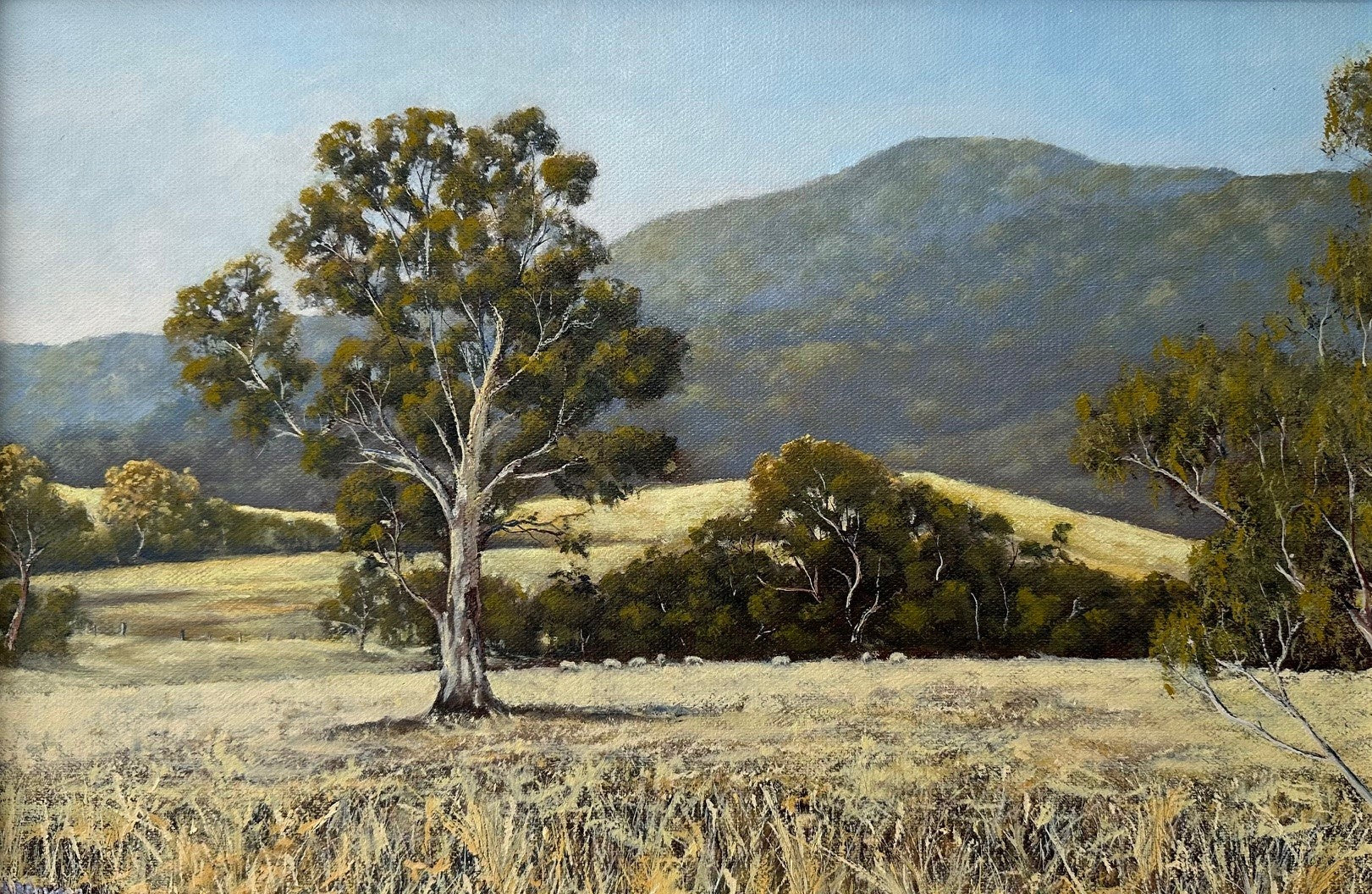 Sheep Near the Scrub