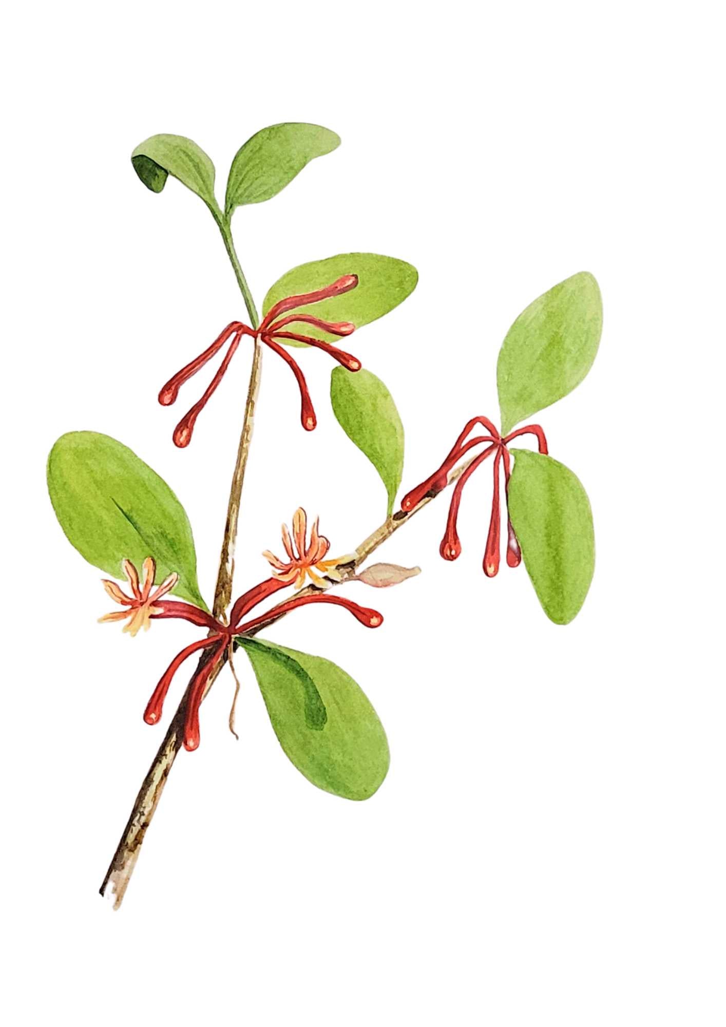 Shiny-leaved Mistletoe