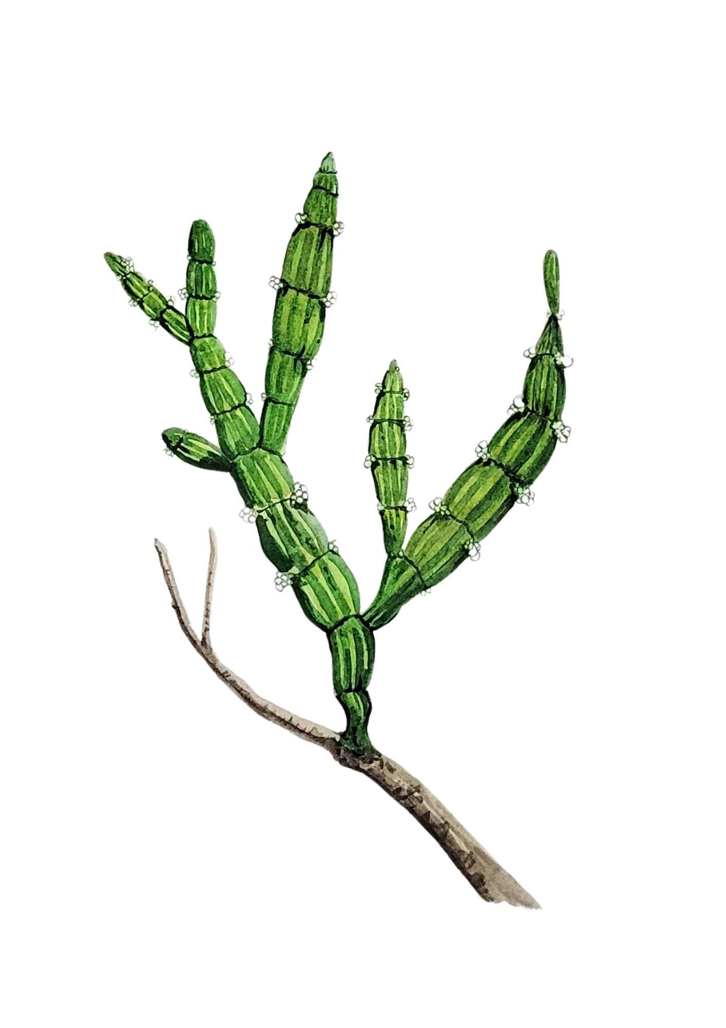 Short-jointed Mistletoe