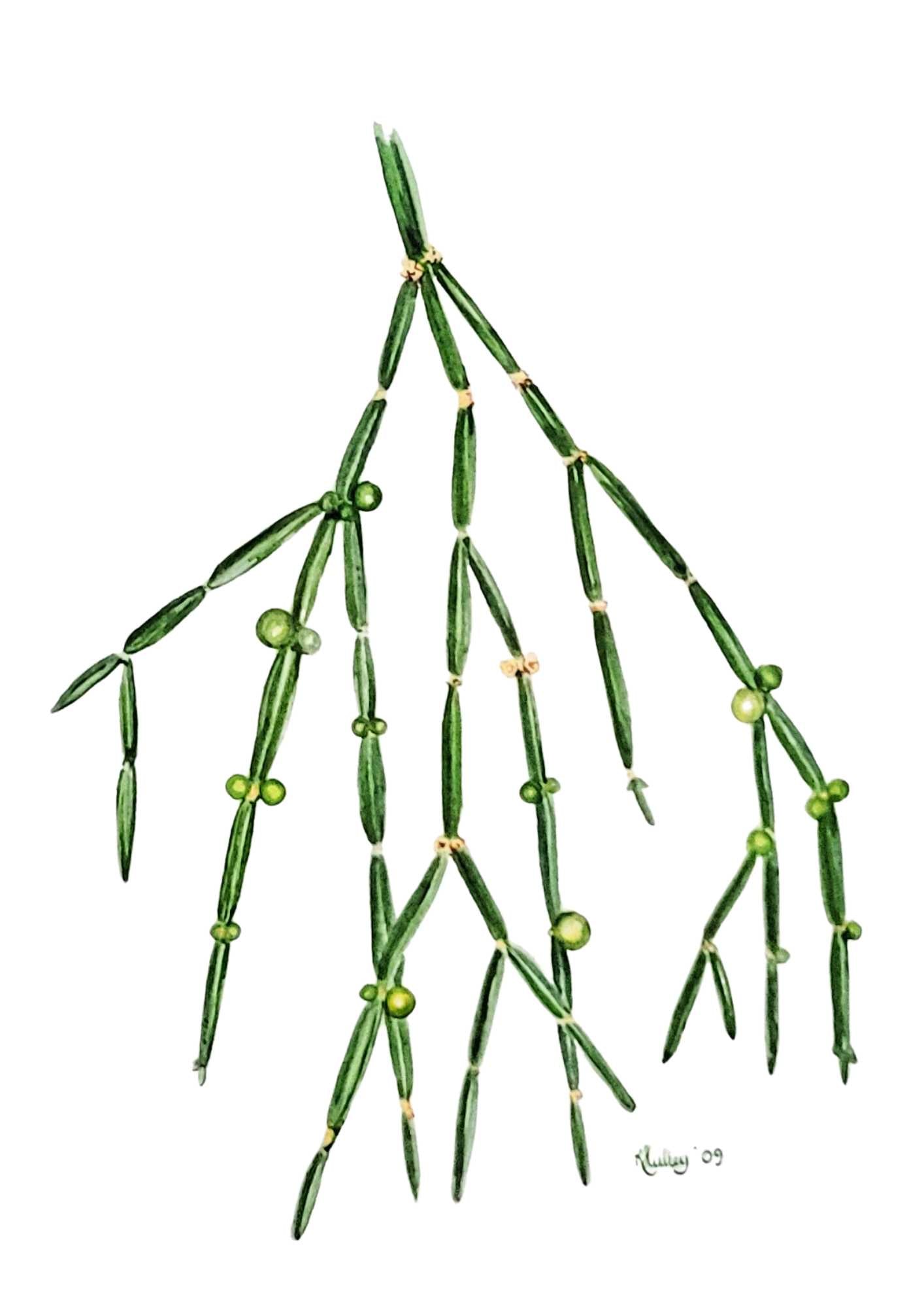 Square-stemmed Mistletoe