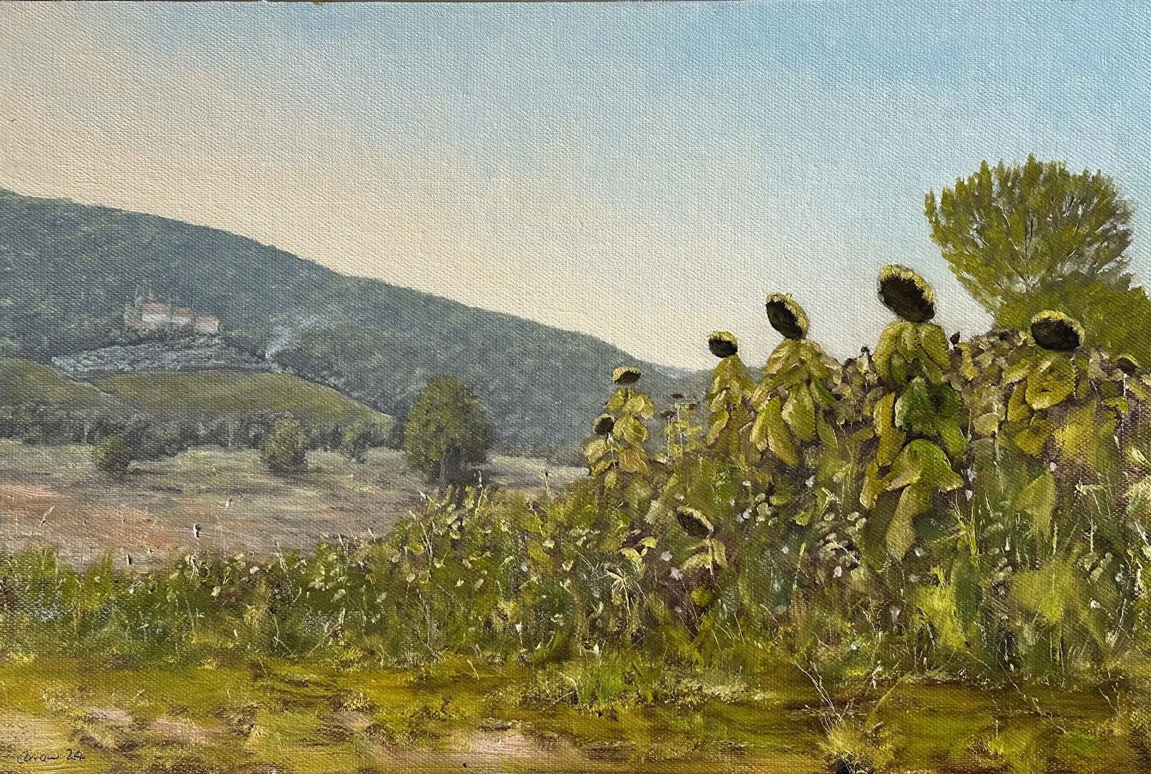 Tuscan Valley Sunflowers