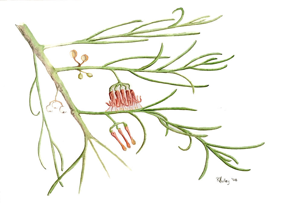 Wireleaved Mistletoe