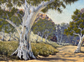 Desert Gum